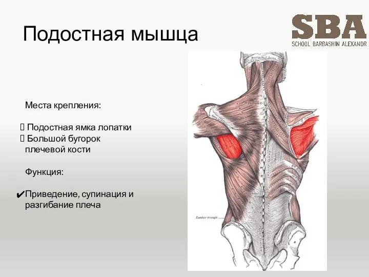 Подостная мышца Места крепления: Подостная ямка лопатки Большой бугорок плечевой кости Функция: