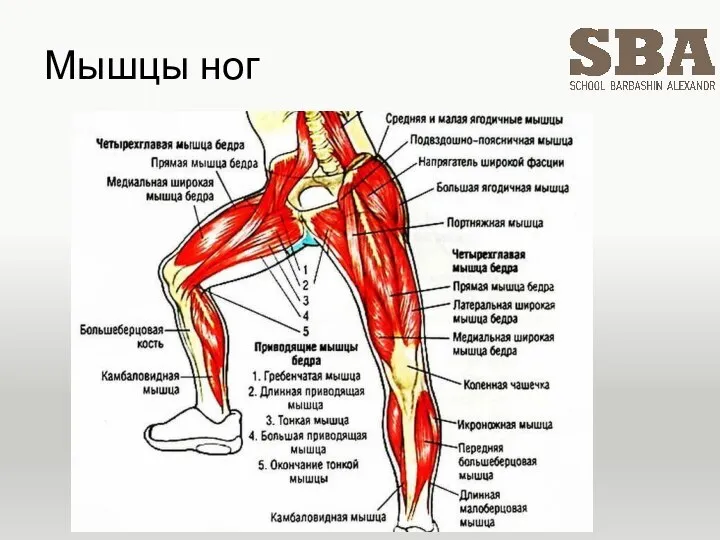 Мышцы ног