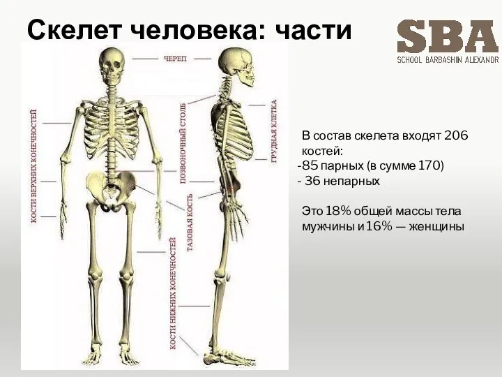 Скелет человека: части В состав скелета входят 206 костей: 85 парных (в