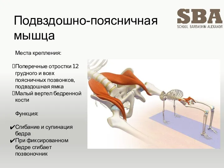 Подвздошно-поясничная мышца Места крепления: Поперечные отростки 12 грудного и всех поясничных позвонков,