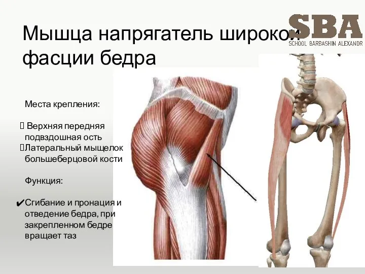 Мышца напрягатель широкой фасции бедра Места крепления: Верхняя передняя подвздошная ость Латеральный