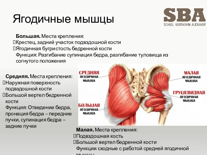 Ягодичные мышцы Большая. Места крепления: Крестец, задний участок подвздошной кости Ягодичная бугристость