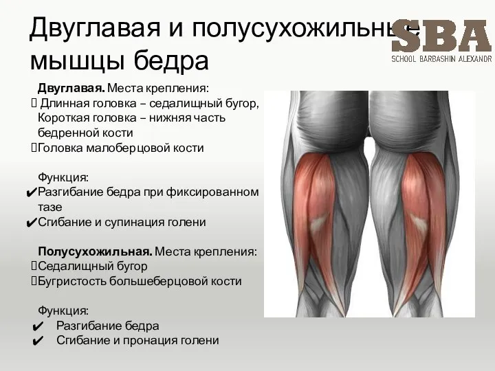 Двуглавая и полусухожильные мышцы бедра Двуглавая. Места крепления: Длинная головка – седалищный