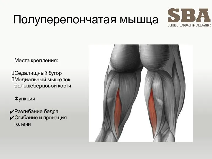 Полуперепончатая мышца Места крепления: Седалищный бугор Медиальный мыщелок большеберцовой кости Функция: Разгибание