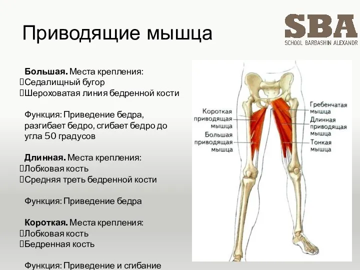 Приводящие мышца Большая. Места крепления: Седалищный бугор Шероховатая линия бедренной кости Функция: