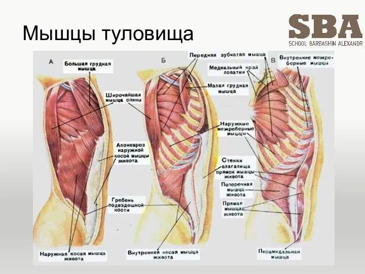 Мышцы туловища