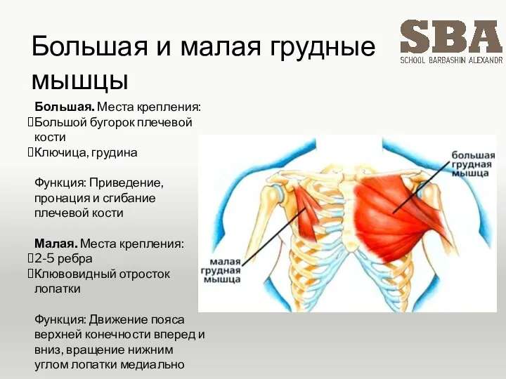 Большая и малая грудные мышцы Большая. Места крепления: Большой бугорок плечевой кости