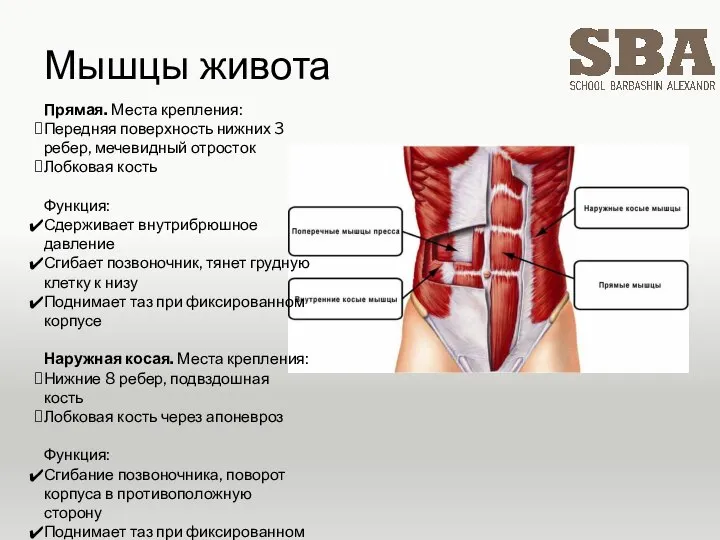 Мышцы живота Прямая. Места крепления: Передняя поверхность нижних 3 ребер, мечевидный отросток