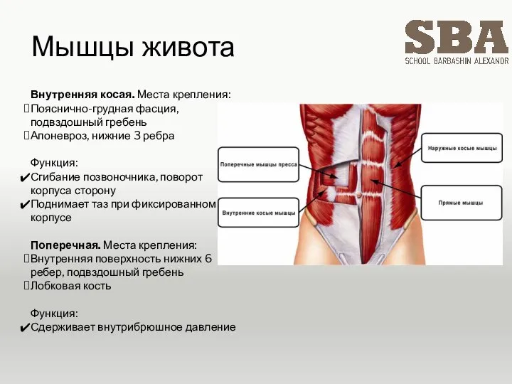 Мышцы живота Внутренняя косая. Места крепления: Пояснично-грудная фасция, подвздошный гребень Апоневроз, нижние