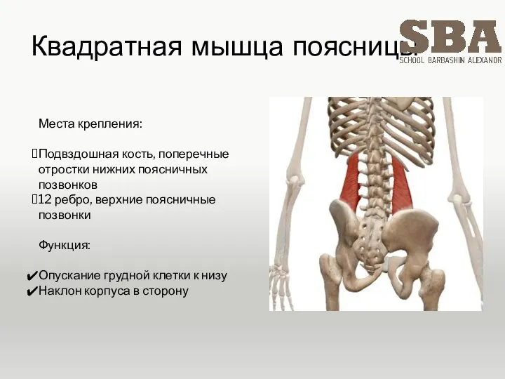 Квадратная мышца поясницы Места крепления: Подвздошная кость, поперечные отростки нижних поясничных позвонков