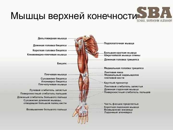 Мышцы верхней конечности