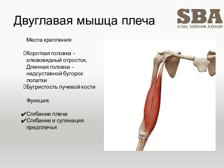 Двуглавая мышца плеча Места крепления: Короткая головка – клювовидный отросток, Длинная головка