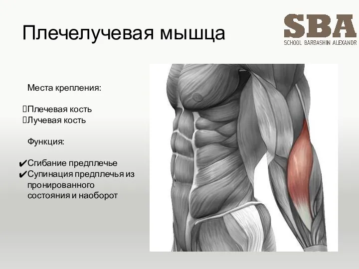 Плечелучевая мышца Места крепления: Плечевая кость Лучевая кость Функция: Сгибание предплечье Супинация