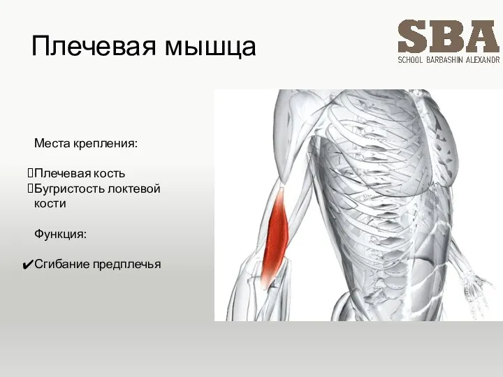 Плечевая мышца Места крепления: Плечевая кость Бугристость локтевой кости Функция: Сгибание предплечья