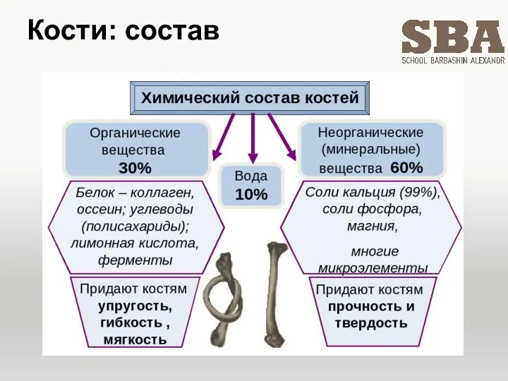 Кости: состав