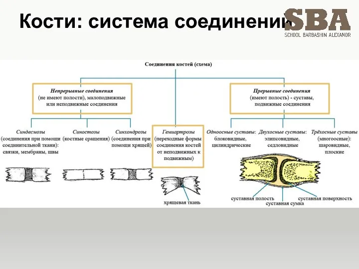 Кости: система соединений