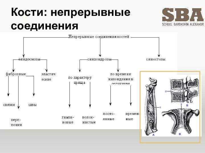 Кости: непрерывные соединения