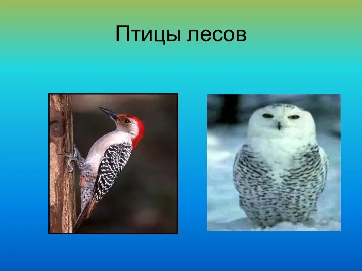 Птицы лесов