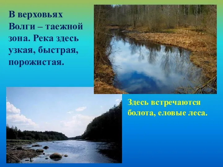 В верховьях Волги – таежной зона. Река здесь узкая, быстрая, порожистая. Здесь встречаются болота, еловые леса.