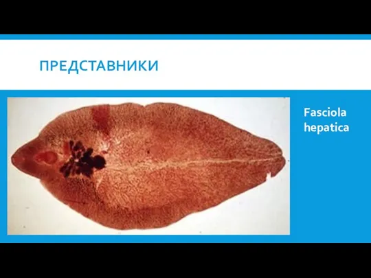 ПРЕДСТАВНИКИ Fasciola hepatica