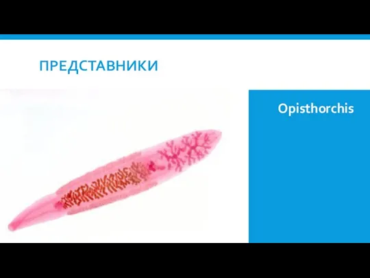 ПРЕДСТАВНИКИ Opisthorchis