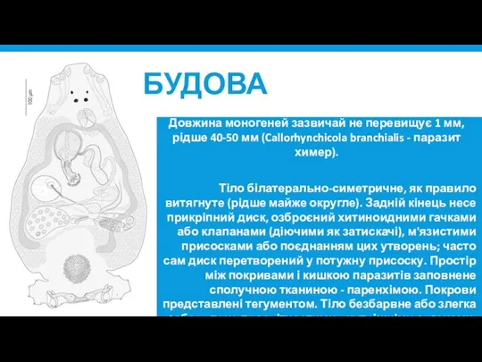 БУДОВА Довжина моногеней зазвичай не перевищує 1 мм, рідше 40-50 мм (Callorhynchicola