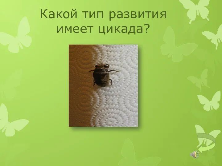 Какой тип развития имеет цикада?