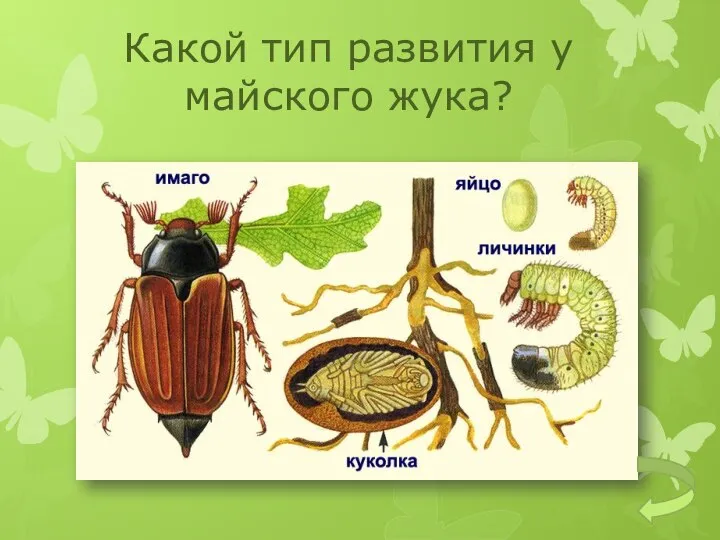 Какой тип развития у майского жука?