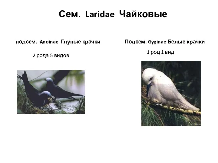 Сем. Laridae Чайковые подсем. Anoinae Глупые крачки Подсем. Gyginae Белые крачки 2