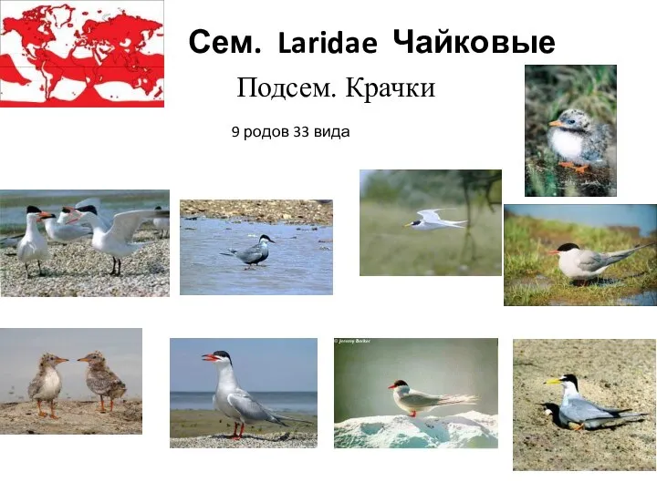 Сем. Laridae Чайковые Подсем. Крачки 9 родов 33 вида