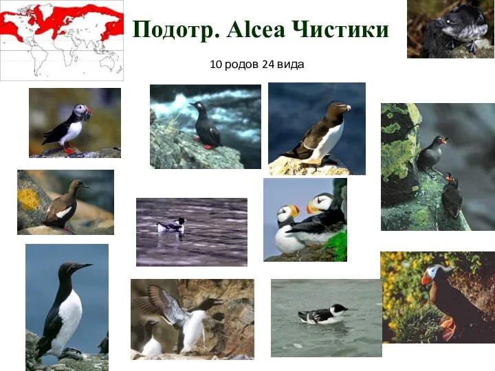 Подотр. Alcea Чистики 10 родов 24 вида