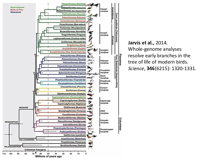 Jarvis et al., 2014. Whole-genome analyses resolve early branches in the tree