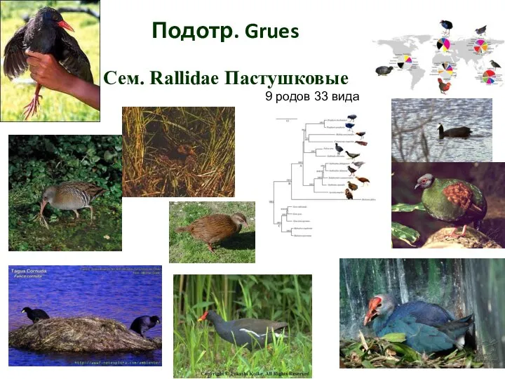 Подотр. Grues Сем. Rallidae Пастушковые 9 родов 33 вида