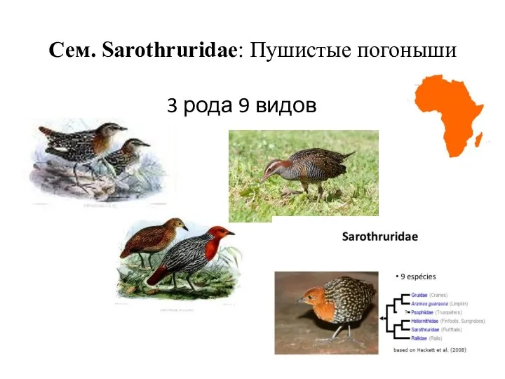 Сем. Sarothruridae: Пушистые погоныши 3 рода 9 видов