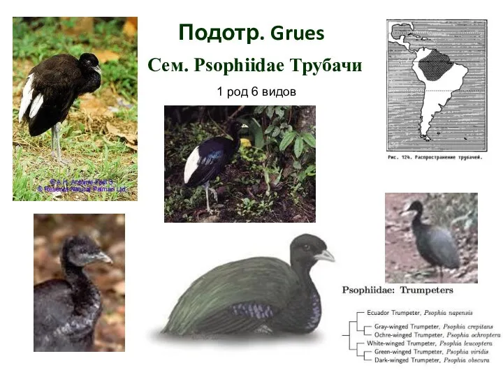 Подотр. Grues Сем. Psophiidae Трубачи 1 род 6 видов