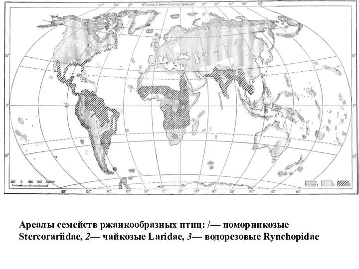 Ареалы семейств ржанкообразных птиц: /— поморникозые Stercorariidae, 2— чайкозые Laridae, 3— водорезовые Rynchopidae