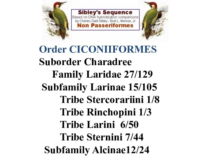 Order CICONIIFORMES Suborder Сharadree Family Laridae 27/129 Subfamily Larinae 15/105 Tribe Stercorariini