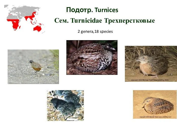 Подотр. Turnices Cем. Turnicidae Трехперстковые 2 genera,18 species