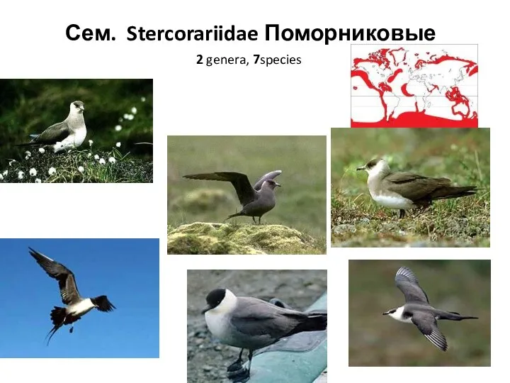 Сем. Stercorariidae Поморниковые 2 genera, 7species