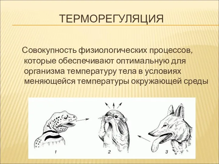 ТЕРМОРЕГУЛЯЦИЯ Совокупность физиологических процессов, которые обеспечивают оптимальную для организма температуру тела в