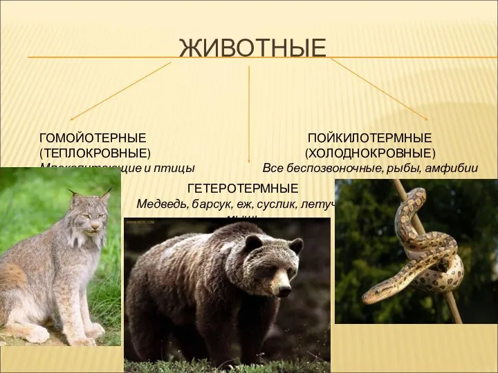 ЖИВОТНЫЕ ГОМОЙОТЕРНЫЕ (ТЕПЛОКРОВНЫЕ) Млекопитающие и птицы ПОЙКИЛОТЕРМНЫЕ (ХОЛОДНОКРОВНЫЕ) Все беспозвоночные, рыбы, амфибии