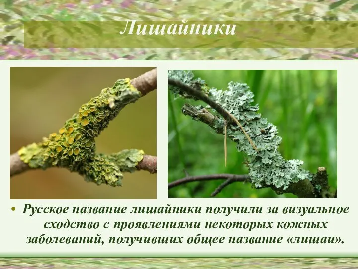 Лишайники Русское название лишайники получили за визуальное сходство с проявлениями некоторых кожных