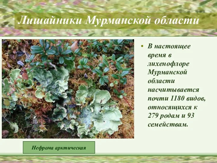 Лишайники Мурманской области В настоящее время в лихенофлоре Мурманской области насчитывается почти