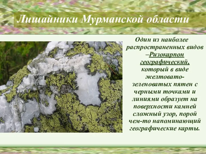 Лишайники Мурманской области Один из наиболее распространенных видов –Ризокарпон географический, который в