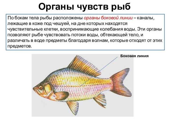 По бокам тела рыбы расположены органы боковой линии – каналы, лежащие в
