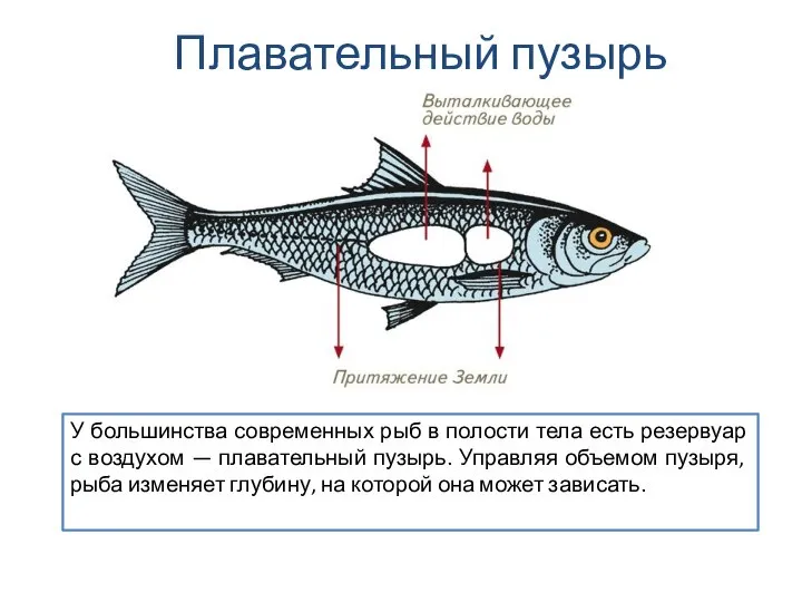 У большинства современных рыб в полости тела есть резервуар с воздухом —