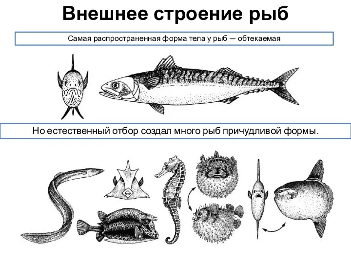 Самая распространенная форма тела у рыб — обтекаемая Но естественный отбор создал