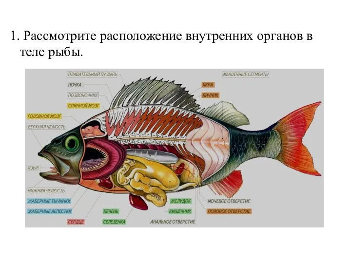 Рассмотрите расположение внутренних органов в теле рыбы.