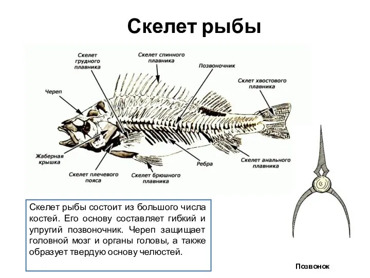 Скелет рыбы состоит из большого числа костей. Его основу составляет гибкий и