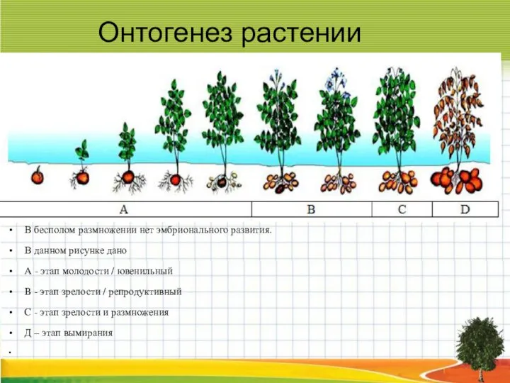 Онтогенез растении В бесполом размножении нет эмбрионального развития. В данном рисунке дано